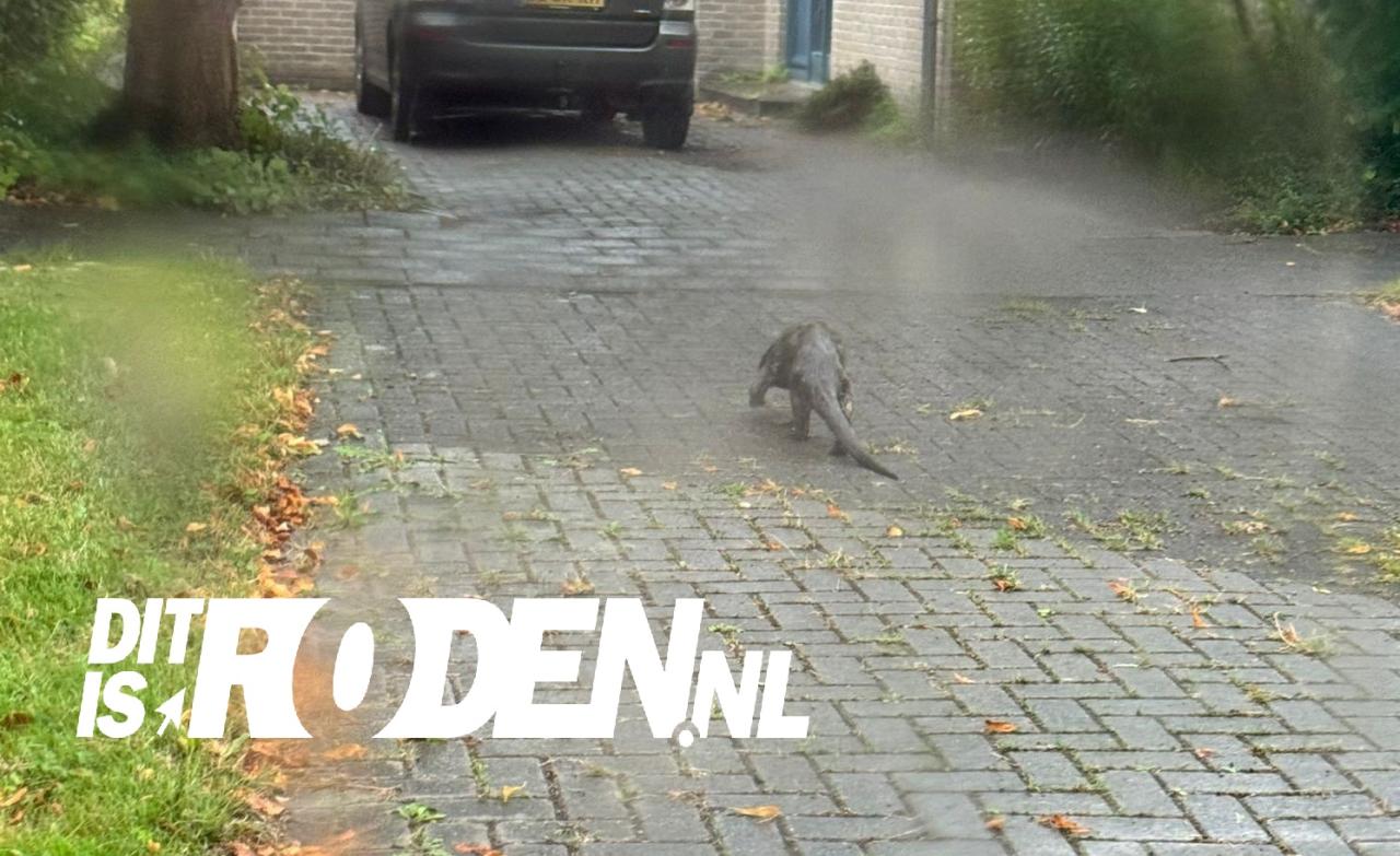 Hoofdafbeelding