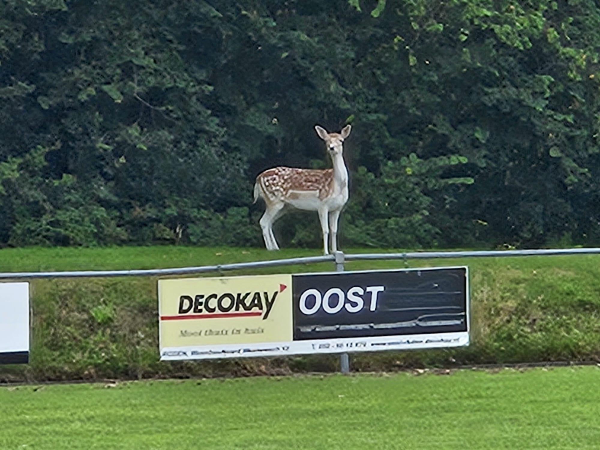   Wilde of ontsnapte hert ligt rustig bij hoofdveld vv Nieuw-Roden