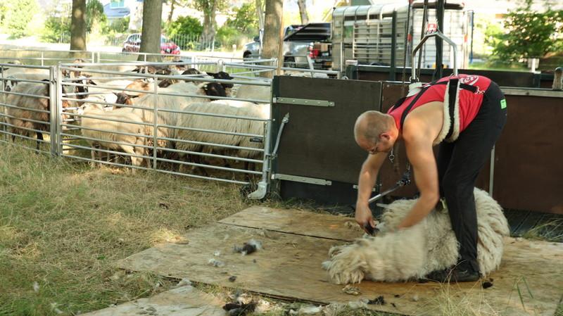 Schapen van Nico Buitenkamp van hun jasje ontdaan
