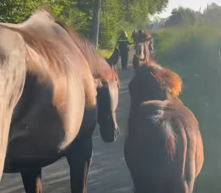 Loslopende paarden in Leek door politie van de weg gehaald