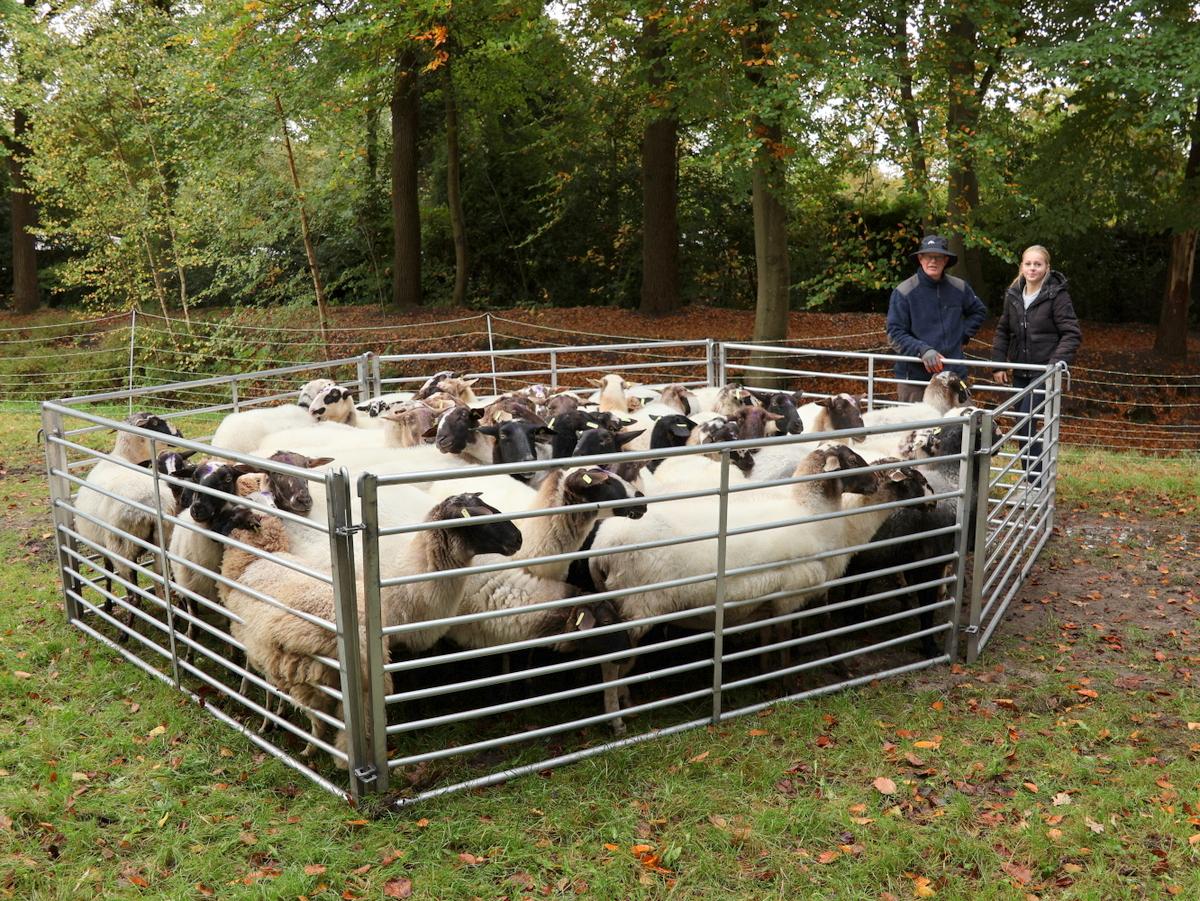 Schaapherder Nico Buitenkamp in actie 🎦📸