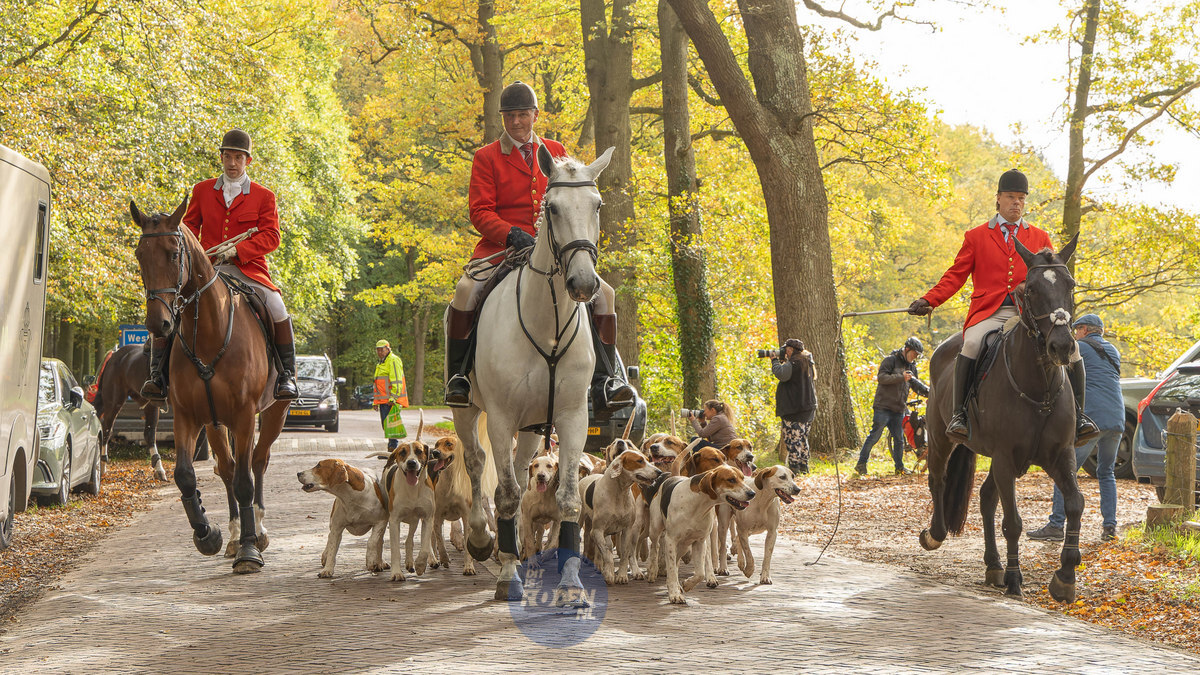 Ruiters, honden en historie: slipjacht trekt door Westervelde 🎦📸