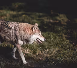 Vermoedelijk wolf slaat toe: tientallen schapen getroffen bij Huis ter Heide