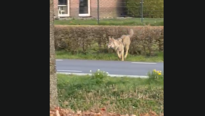 Wolf gefilmd bij woning in Jonkersvaart / Zevenhuizen