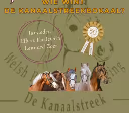 Kom naar de Jubileumshow van Welshpony Fokvereniging “De Kanaalstreek”