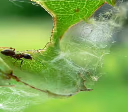 IVN NatuurRondom-lezing ; Mieren wel en wee in Roderesch