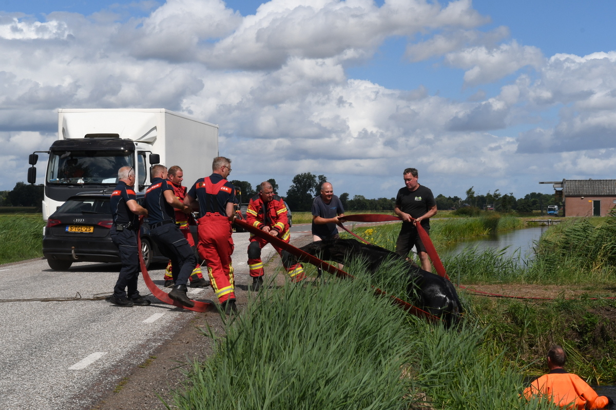 Paard neemt onverwachte duik, brandweer helpt viervoeter weer op het droge
