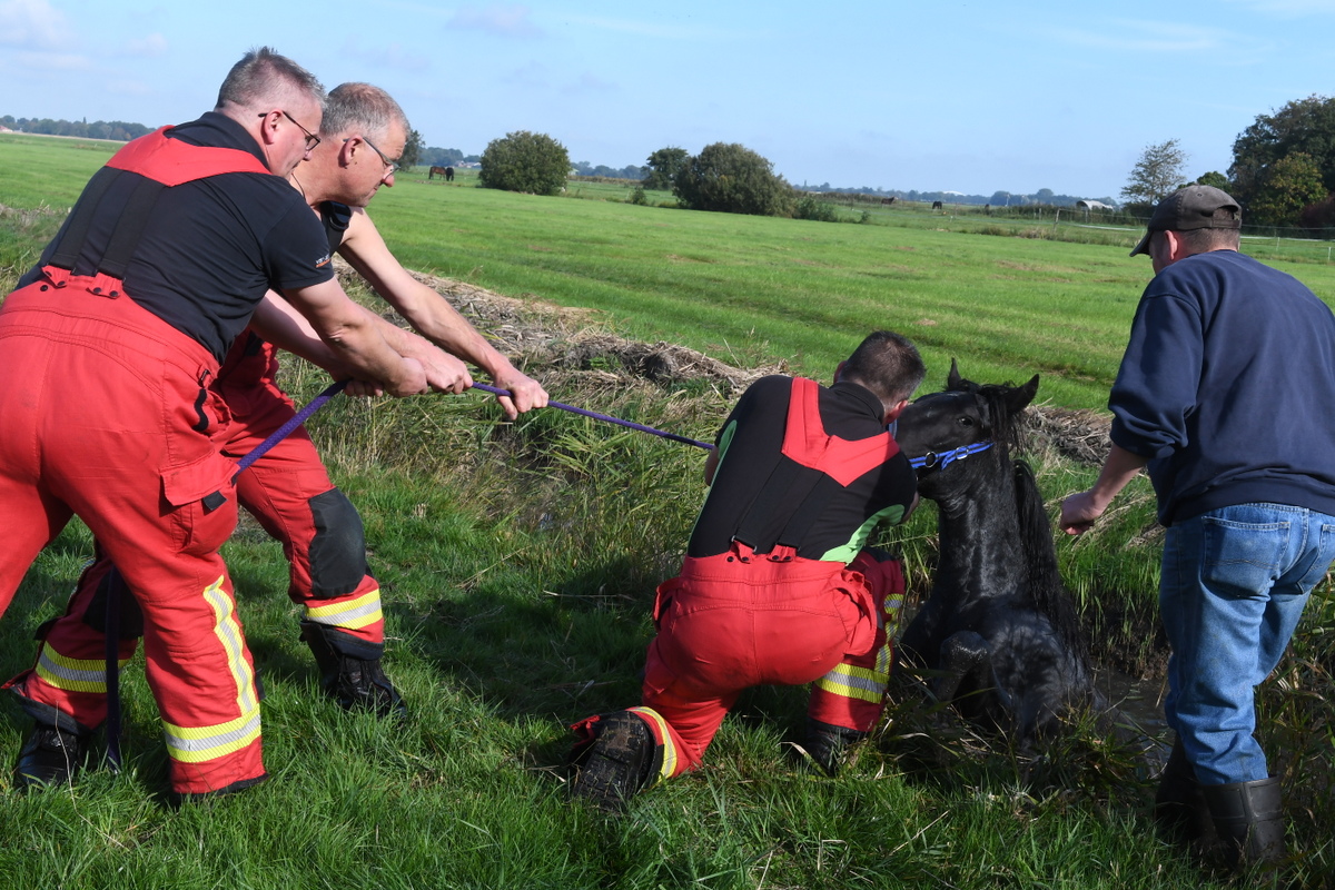 Paard belandt in sloot en wordt gered door brandweer