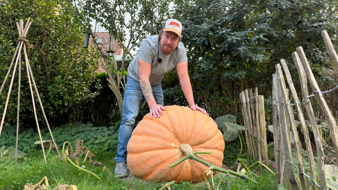 Pompoen van 160 kilo: ‘Volgend jaar nóg groter’