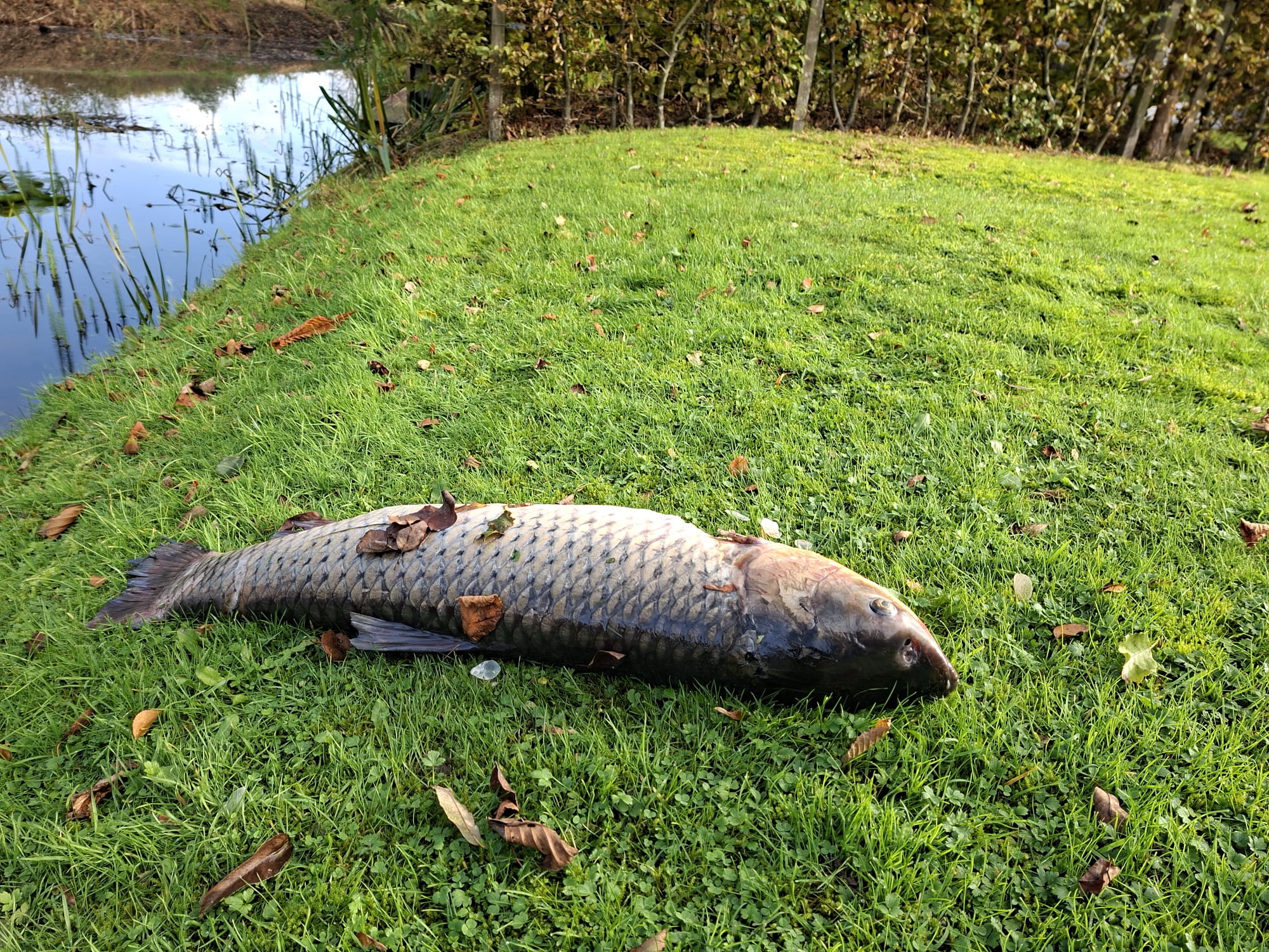 Mysterieuze 'visdief' slaat toe aan De Hulst in Roden - Dit is Roden - De nieuwswebsite van Roden